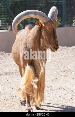 Un tir de profil de mouton de Barbary est fièrement montrant ses impressionnantes cornes (Ammotragus lervia). Banque D'Images