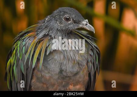 Un gros plan d'une colombe (pigeon nicobar) (Caloenas nicobarica) en vue de belle couleurs vert et noir. Banque D'Images