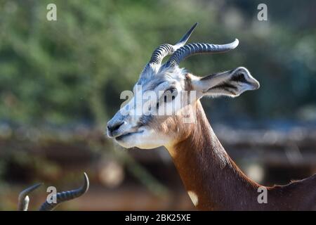 Critique d'une Afrique Sahara endagered résident, la Gazelle dama Mhorr ou à l'Al Ain Zoo (Nanger dama mhorr) marche à côté de rochers et l'herbe. Banque D'Images