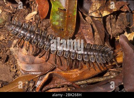 Tracteur millipede, Barydesmus sp., sur le sol de la forêt tropicale, Sabah, Bornéo Banque D'Images