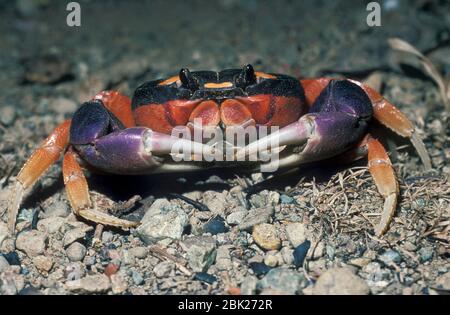 Crab terrestre, Geocarcinus quadratus, Parc national du Corcovado, Costa Rica, Amérique centrale, Banque D'Images