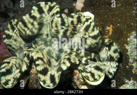 Le clam géant, Tridacna gigas, Thaïlande, montrant le manteau ouvert, les plus grands mollusques bivalves vivants Banque D'Images