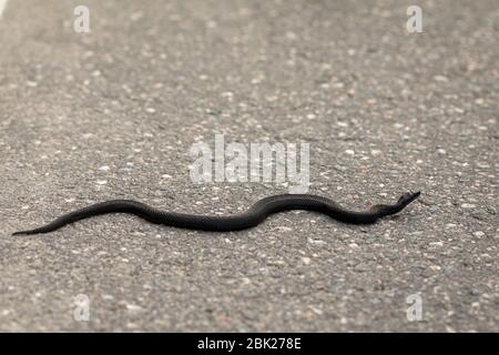 Vipère européen commun - Vipera berus - reptiles noirs mélanistiques traversant la route asphaltée Banque D'Images