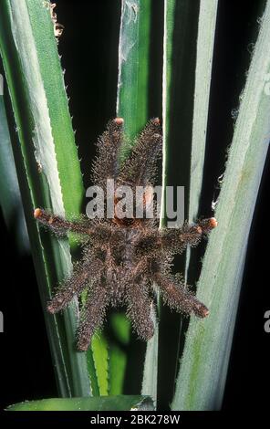 Tarantula, espèce Avicularia, Équateur, sur plante dans la forêt tropicale la nuit Banque D'Images