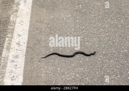 Vipère européen commun - Vipera berus - reptiles noirs mélanistiques traversant la route asphaltée Banque D'Images