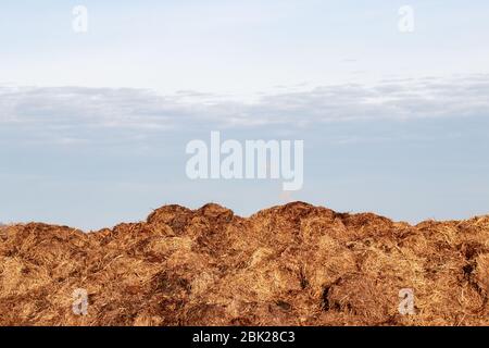 Gros plan d'une pile de cheval de dung dans le champ des écuries de la ferme à cheval à proximité devant le ciel bleu clair nuageux. Photo macro. Banque D'Images