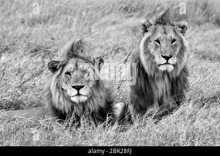 Deux lions mâles en safari en Afrique Banque D'Images
