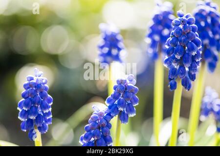 Belles fleurs, jacinthe de raisin bleu ou cloches à bleuets, fleur de muscari au printemps, plantes vivaces bulbeuses, gros plan Banque D'Images