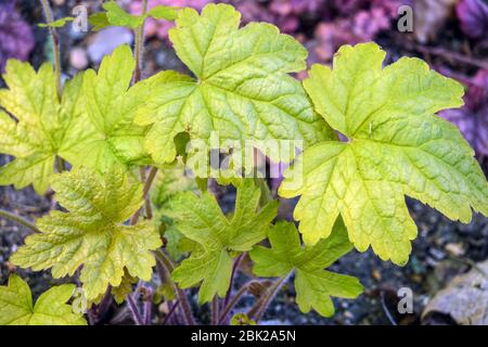 Heucherella 'Alabama Sunrise' feuilles de Heucherella Banque D'Images