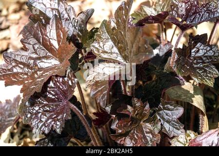 Aloom Root Heuchera 'Blackout' Heuchera feuilles Noir feuillage foncé Banque D'Images