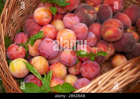 Prunes variétés dans un panier Banque D'Images