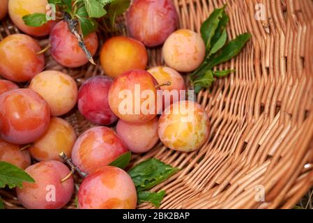 Prunes variétés dans un panier Banque D'Images