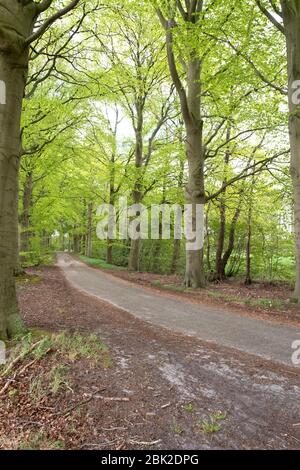 Arbres de printemps avec feuilles de printemps vertes, chemin de sable. Arrière-plans Banque D'Images