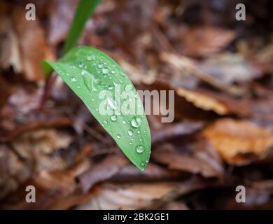 Des perles d'eau se trouvent sur la feuille d'une plante de phoque de Salomon (Polygonatum), sur le fond de la forêt, avec des feuilles mortes mouillées en arrière-plan, à Ithaca, NY, USA Banque D'Images