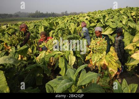 Les femmes récoltant des feuilles de tabac pour transformation car elles gagnent moins de 4 US$ par jour à Bandarban, au Bangladesh, le 2 mars 2020. Au total, 2154 hectares de terres utilisées pour la production de tabac dans la région vallonnée du Bangladesh au cours de la saison 2020. La récolte du tabac augmente considérablement au jour le jour dans tout le pays. Banque D'Images