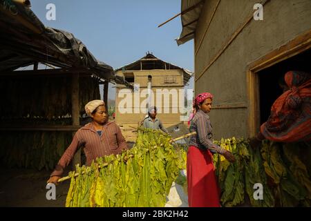 Les femmes portent des feuilles de tabac pour la transformation car elles gagnent moins de 4 US$ par jour à Bandarban, au Bangladesh, le 2 mars 2020. Au total, 2154 hectares de terres utilisées pour la production de tabac dans la région vallonnée du Bangladesh au cours de la saison 2020. La récolte du tabac augmente considérablement au jour le jour dans tout le pays. Banque D'Images