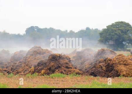 tas géante de fumier de vapeur dans le champ agricole york yorkshire uk Banque D'Images