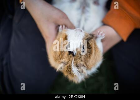 cobaye à l'envers dans les mains de l'enfant. animal de compagnie avec hôte. Jouer avec les animaux. Banque D'Images