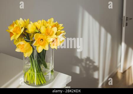 Jonquilles jaunes dans un vase en verre debout dans une pièce ensoleillée. Banque D'Images