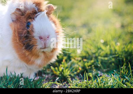 cobaye dans l'herbe verte. Légumes frais dans la nutrition des animaux. Teinté. Lieu pour le texte. Espace de copie Banque D'Images