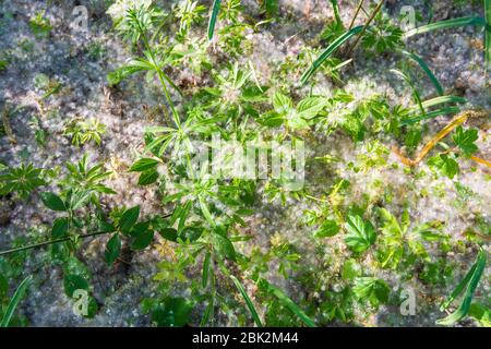 Parc national du Danube-Auen: Semences de peuplier au sol, parc national du Danube-Auen, dans le parc national du Donauauen, arbres, forêt, à Donau, Niederösterreich, L Banque D'Images