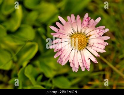 Fleur de Marguerite (Bellis annua) dans le jardin. Vue horizontale par le dessus Banque D'Images