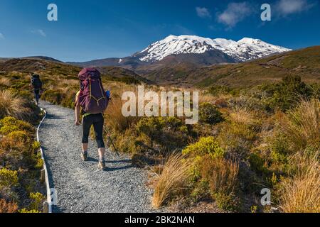 Mont Ruapehu, randonneurs sur le sentier du circuit nord de Tongariro, parc national de Tongariro, région de Manawatu-Wanganui, Île du Nord, Nouvelle-Zélande Banque D'Images