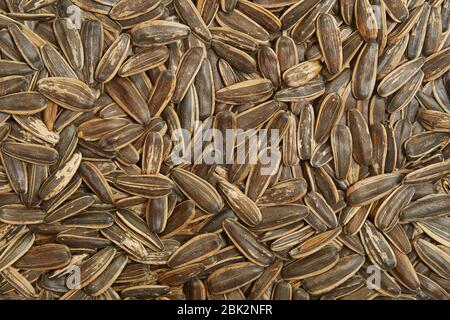 Tas de graines de tournesol gros plan détaillé Banque D'Images
