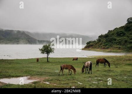 Paysages verts, sur la route de Jujuy, Argentine Banque D'Images