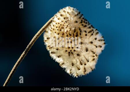 Macro-shot détaillé d'une bole de graines blanches molletonnée d'une fleur de vent (Anemone hupehensis) Banque D'Images