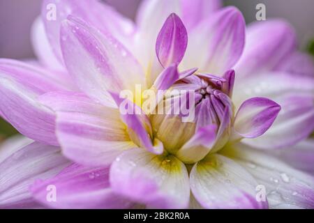 Une fleur de dahlia, gros plan dans un éclairage naturel. Plein format. Banque D'Images