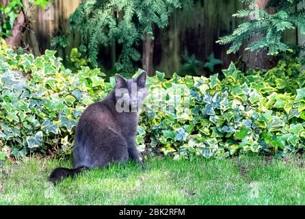 Grand chat domestique gris foncé Banque D'Images