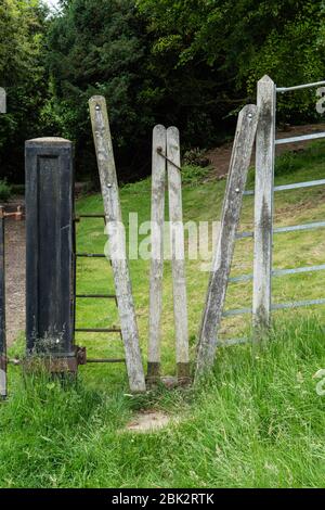 Une enlissime se trouve dans une clôture sur un sentier de campagne à Warwickshire, en Angleterre. ROYAUME-UNI. Banque D'Images