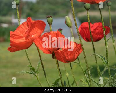 Poppies déplacé par le vent Banque D'Images