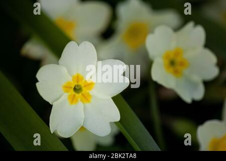 Fleurs sauvages de primevre (primula vulgaris) photographiées en plein air sous la lumière naturelle. Banque D'Images