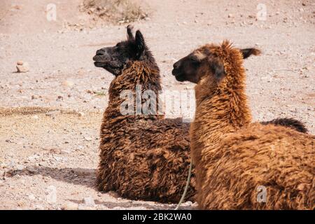 Lamas se reposant, Jujuy, Argentine Banque D'Images