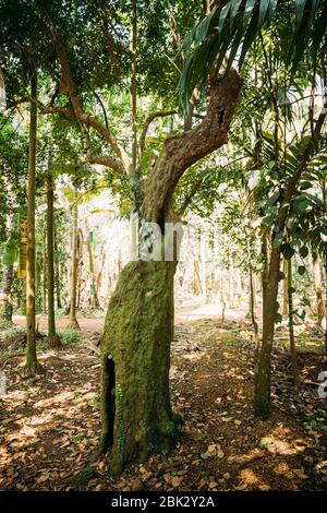 Goa, Inde. Vieux arbre Carambola ou fruit d'étoile. Birambi est le fruit d'Averrhoa Carambola, une espèce d'arbre indigène à l'Asie tropicale du Sud-est. Banque D'Images