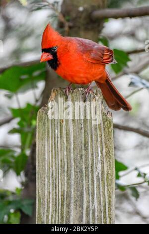 Un homme rouge vif Cardinal cardinalis cardinalis - cardinal perchée / oiseau rouge dans l'est des États-Unis - oiseau rouge sur une clôture Banque D'Images