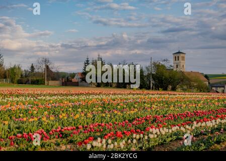 Divers Type de Tulips Blooming sur le terrain aux pays-Bas Banque D'Images