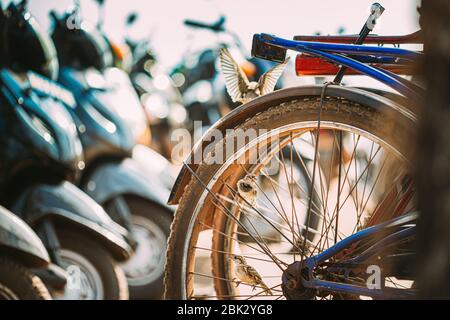 Goa, Inde. Gros plan sur la roue de vélo de la rue. Banque D'Images