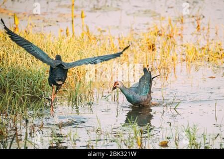 Goa, Inde. Oiseaux de marais à tête grise le matin à la recherche de nourriture à Swamp. Porphyrio Poliocephalus. Banque D'Images
