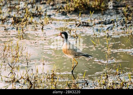 Goa, Inde. Randonnée à Lapwing en puissance rouge sur l'étang par temps chaud d'été. Banque D'Images