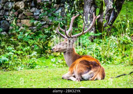 cerf allongé sur l'herbe verte dans la forêt Banque D'Images