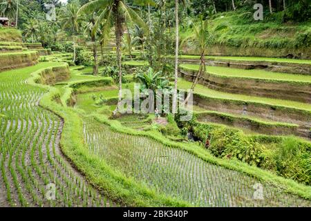 Les courses de riz Tegallalang près d'Ubud, Bali, Indonésie Banque D'Images
