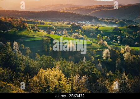 Cerisier de printemps, prairies et paysage de champs en Slovaquie. Cerisiers en fleurs. Pays frais à Hrinova. Banque D'Images