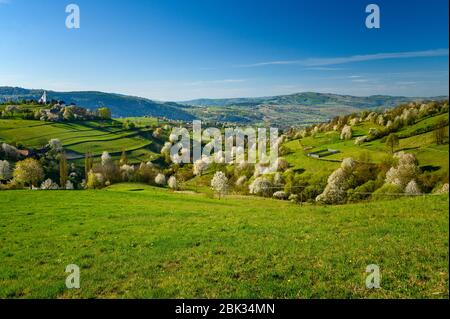 Lumière du matin dans le paysage de printemps. Magnifiques champs agricoles ruraux verts, petites maisons, arbres fleuris, lumière chaude au lever du soleil. Slovaquie, Europe Banque D'Images