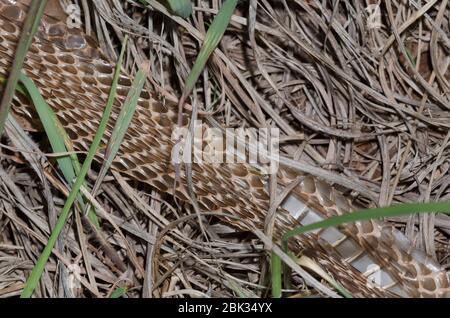 Black Rat Snake, Pantherophis obsoletus, a versé la peau Banque D'Images