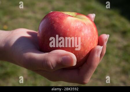 Quelqu'un tenant une pomme rouge à l'extérieur Banque D'Images