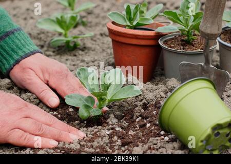 Vicia faba « Bunyards Exhibition ». Planter de jeunes plants de haricots larges dans un terrain de légumes de jardin intérieur arrière au printemps. ROYAUME-UNI Banque D'Images