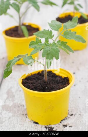 Solanum lycopersicum. Jeunes plants de tomates, maison cultivée à partir de graines, dans des pots en plastique réutilisés au printemps. ROYAUME-UNI Banque D'Images